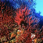 Il Sogno Di Calipso 3* Amendolara