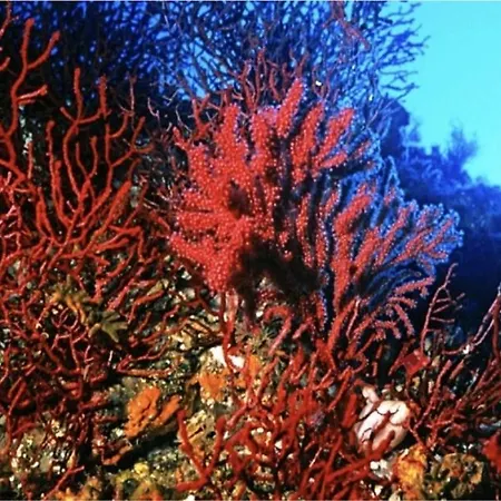 Il Sogno Di Calipso 3* Amendolara